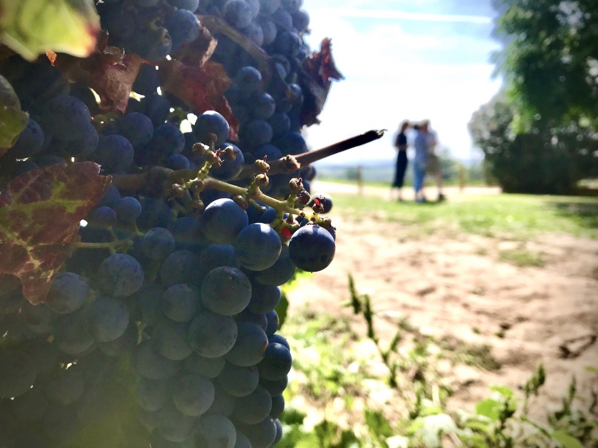 Premium Boutique winery tour with Gourmet Lunch from Sitges